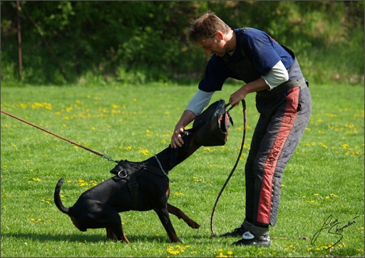 Dogs in training 5/2008